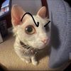 Gustavo 