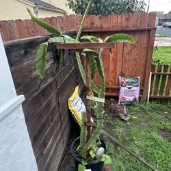 Dragon Fruit Whole Plant With Trellis