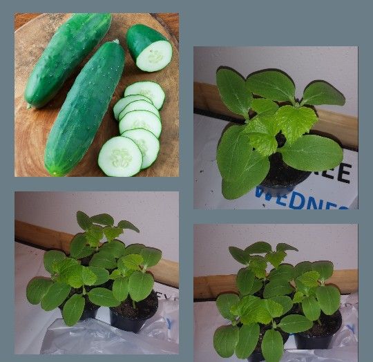 Organic cucumber plants. 3 Plant for$6