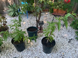 Peach plant