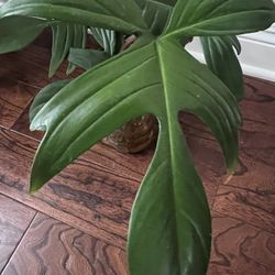 Florida Beauty Multiple Nodes