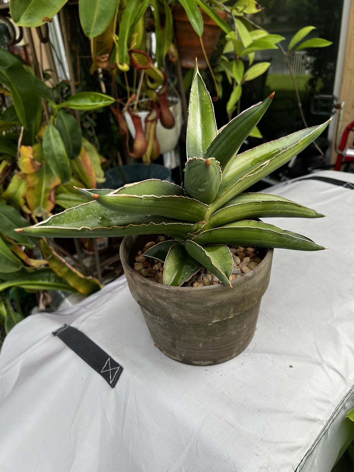 SANSEVIERIA EHRENBERGII 'SAMURAI DWARF'