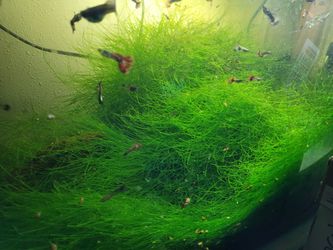 Java Moss/ Subwassertang Moss