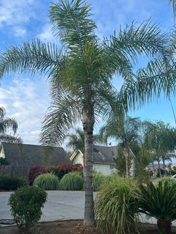 Mature queen palms