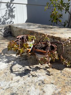 Free small potted plants