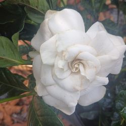 Gardenia shrubs with flowers $15🤍