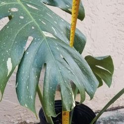 Monstera Thai Constellation Plant,  Live 