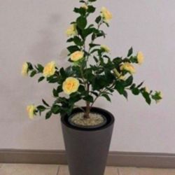 *** REDUCED *** Faux Yellow Camellia in a Gray Resin  Planter Topped With Yellow / Translucent Stones @ Lasting Creations