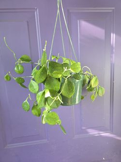 Hoya Keysii buy one get 1 free