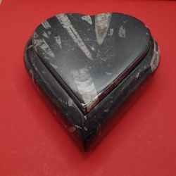 Orthoceras Container With A Lid 