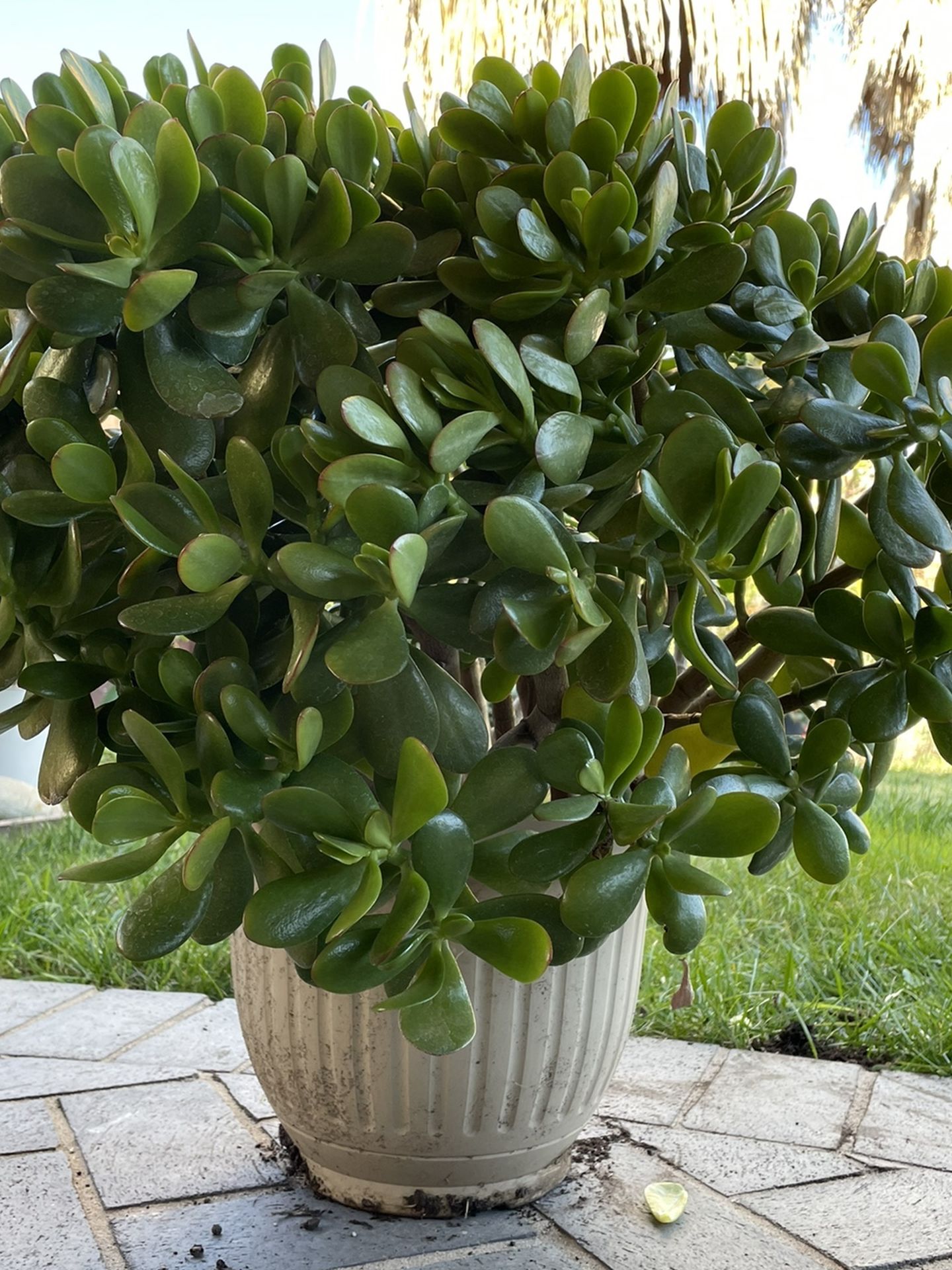 Jade Plant