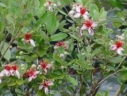 Pineapple Guava Plants! Evergreen foliage!