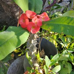 $10.   Corona De Espinas Flores 