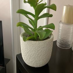 Crate & Barrel Faux Plant