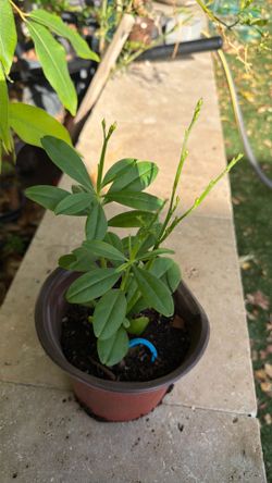 Water leaf Florida Spinach Cilone Spinach Philippine Pursulane