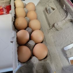 Organic Eggs 