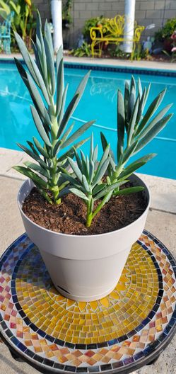 Blue Chalkstick Succulents -  Established & Fast Growing