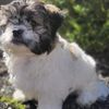 Pucca Shihtzu