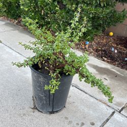 Elephant Bush 3 Gallon Pot Succulent Plant 
