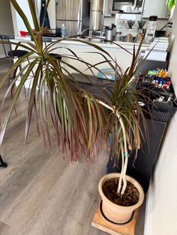 Large Happy Dracaena Marginata Indoor Plant with Pot