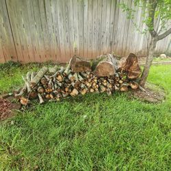 Free Maple  Tree Wood