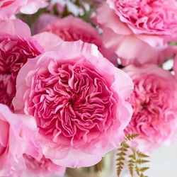 Inspired By David Austin Wedding Rose Milisent- Rose Plant - 1gallon