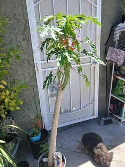 6ft papaya tree
