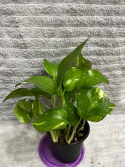 Pothos Live Plant