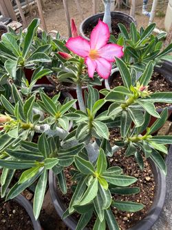 Desert Rose