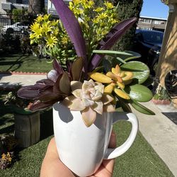 Beautiful succulent ❤️