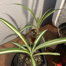 Spider Plants