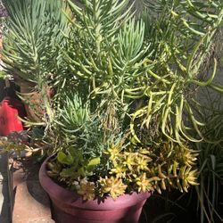 Senicio vitalis / blue chalk fingers Succulents