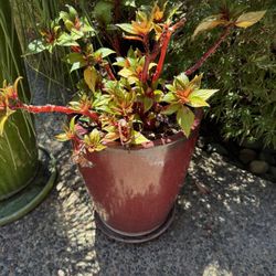 Medium Ceramic Pot Includes Plant!