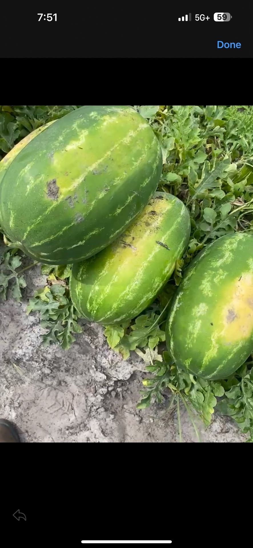 Seeded Watermelon For Sale Wholesale And Retail