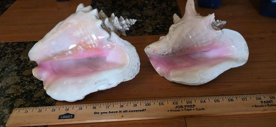 Seashells
