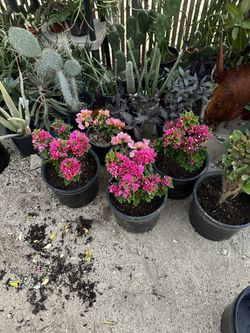 Bugambilia Plant 🪴 