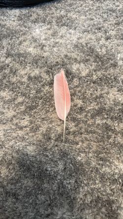 Rare pink feather