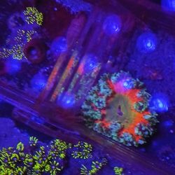 Ornamental Corals For Sale In Lake Worth Beach F.L. 