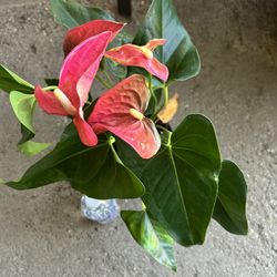 Anthurium Plant