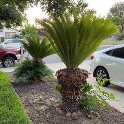 Sago Palms (2) $250Each 
