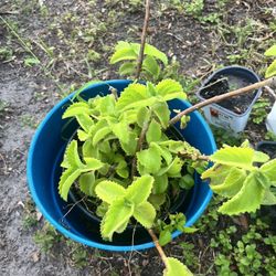 Plants For Sale $4 Each