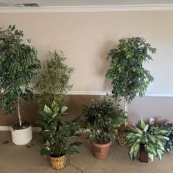 Grouping Of Artificial Plants 