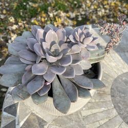 Suculent Plant In Ceramic Pot