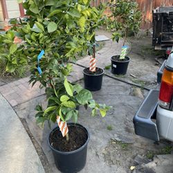 Need Plants ?  Yard Clean Ups? Garbages Houled 