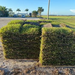 St. Augustine Sod