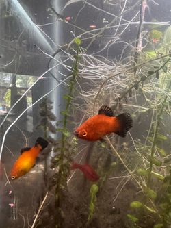 Free fish