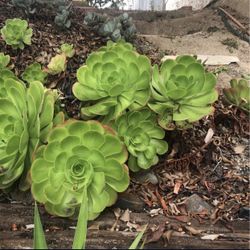 15 Irish Rose Cuttings