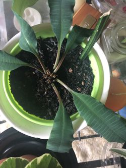 Madagascar Jewel Euphorbia