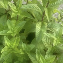 Fresh Mint Basil Or Curry Leaves 🌿 