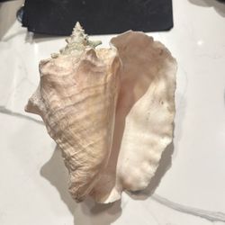 Queen Conch Shell